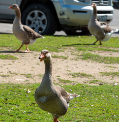 goose on the grass 
