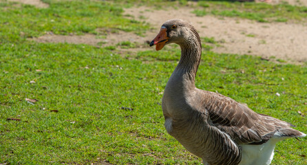 goose on the grass 