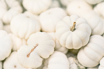 Closeup of small white pumpkins in fall autumn halloween or thanksgiving season