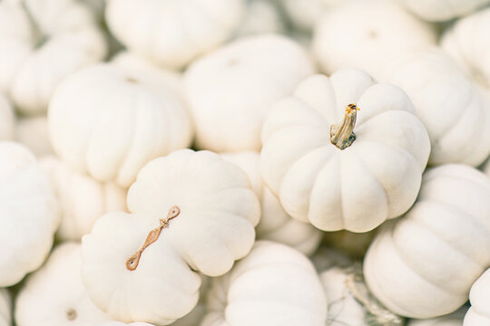 White garlic on brown textile photo  Free Fall Image on Unsplash