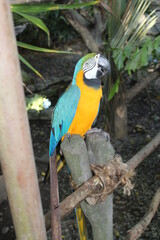 A beautiful macaw