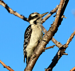 Hairy Woodpeckers in action looking for insects