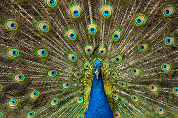 Obraz premium Samiec pawia, Pavo cristatus, skaczący z pełnymi piórami ogona