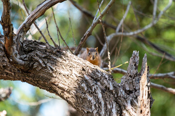 squirrel on the tree  