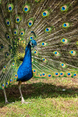 Male peacock bird, Pavo cristatus, squarking with full display tail feathers
