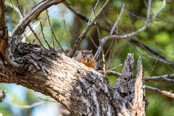 squirrel on the tree  