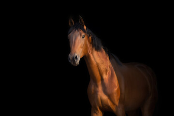 Fototapeta premium A brown horse against black background