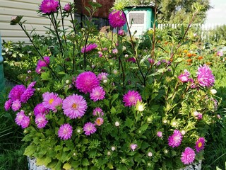 colorful flowers in a garden
