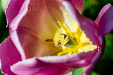 Fototapeta na wymiar Pink and white tulip