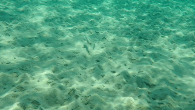 Spotted weever (Trachinus araneus) undersea, Aegean Sea, Greece, Halkidiki
