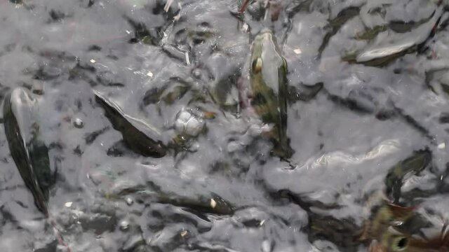 Feeding snack to large quantity of aggressive Mayaheros urophthalmus (Cichlasoma urophthalmum), also known as the Mayan Cichlid or Mexican mojarra.