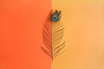 Decorative Peacock feather on bright background of orange color