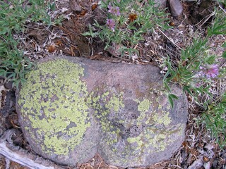 Mossy stone