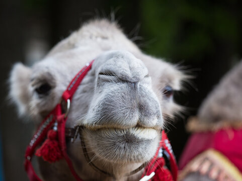Closeup portrait of cute camel with red harness looking at thr camera