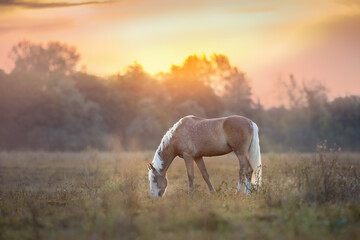 Cream horse in motion  at sunset light