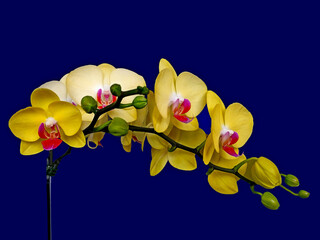 Orchideen