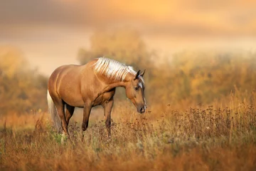 Crédence de cuisine en verre imprimé Chevaux Cheval crème en mouvement à la lumière du coucher du soleil