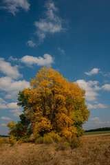 trees with yellow foliage on a sunny day in the meadow.