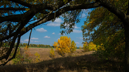 dark branches of trees and trees with yellow foliage in the meadow. Autumn season.