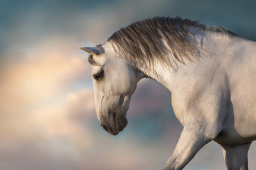 Gre horse with long mane run free against sunset sky