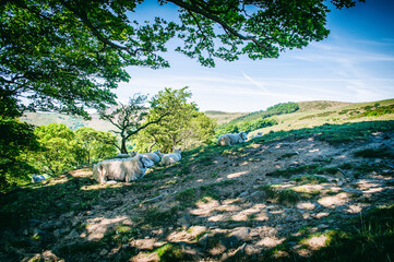 Obraz premium sheep in the meadow