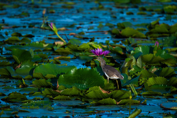 Chinese Pond Heron bird walking on lotus leaves.	