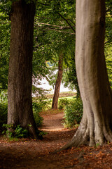 path in the forest