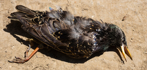 Common starling (Sturnus vulgaris). Dead bird an Environmental disaster.