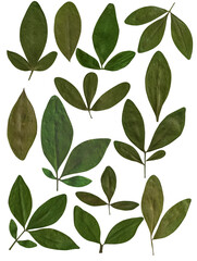 Simple lanceolate and eliptical leaf shapes and stems collage