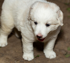 A young white dog. Little puppy.