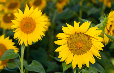Sunflower Flower Blossom. Golden sunflower in the field backlit by the rays of the setting sun.