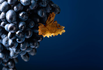 Dark blue grapes on a blue background.