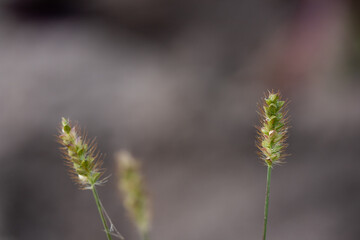Obraz premium Branch of grass with green seeds and brown villi on gray background