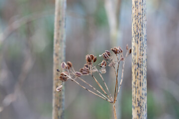 Ripe brown dill seeds on a dry branch
