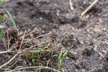 Seeds on a dry branch of dill and a garden bed