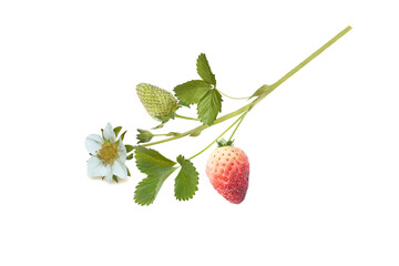 Sprig of ripening strawberries isolated on white