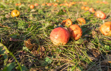 An Apple that fell on the grass. Autumn Apple harvest