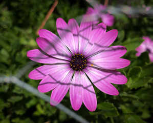 pink cosmos flower