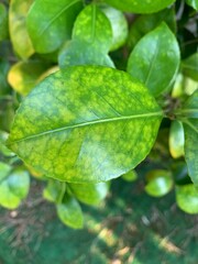 Fototapeta premium green leaf with water drops
