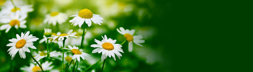 Obraz na płótnie Canvas White camomile flower on blur green grass horizontal background.