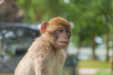 monkey sad face
