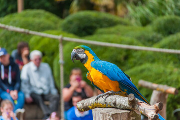 blue and yellow macaw
