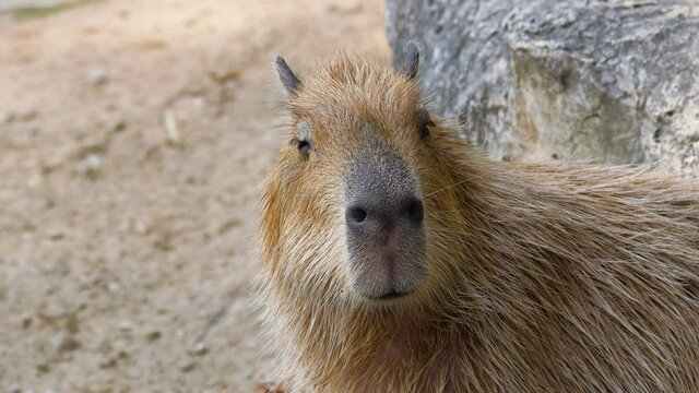 close up portrait of capybara (Hydrochoerus hydrochaeris). Wild nature stock footage.