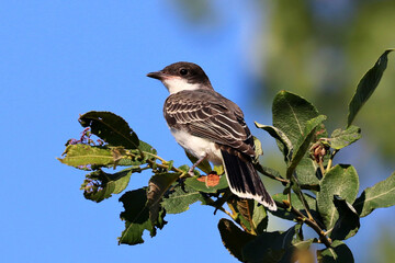 Eastern Kingbird in Toronto's Don Valley