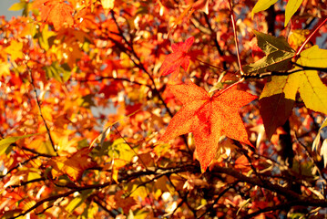 Dried oranges autumn maple leaves