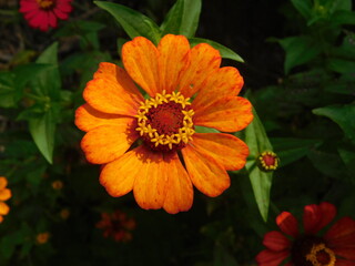 orange zinnia flower