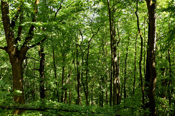 A dense green forest with tall trees. Beautiful tall forest, untouched nature.