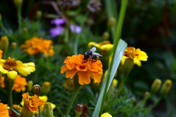 bee on yellow flower