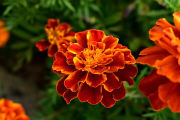 orange flower in the garden