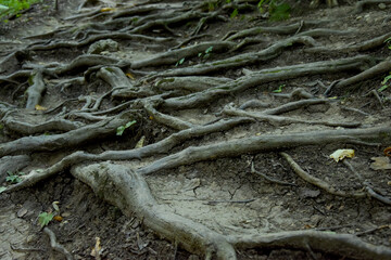 The large roots of the trees intertwined and form an unusual pattern on the surface of the earth. Tree roots as a ladder for tourists.